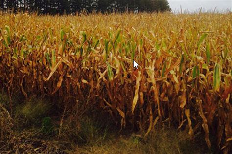Minnesota Corn Nitrogen Timing Apply When The Crop Needs It Most Agfax