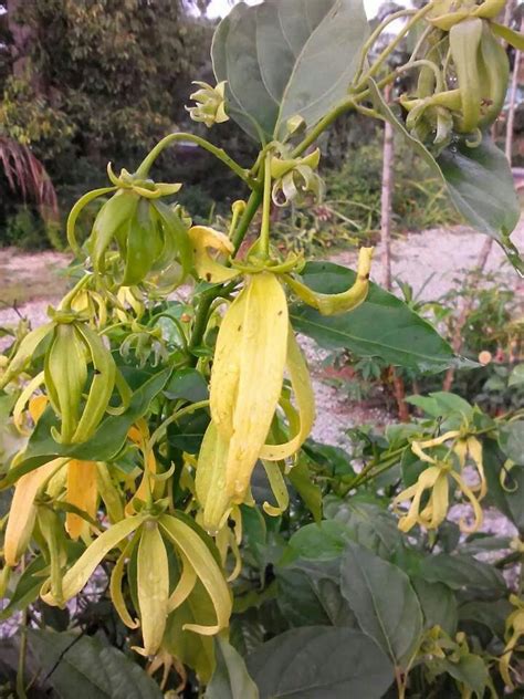 Kenanga (cananga odorata) adalah nama bagi sejenis bunga dan pohon yang menghasilkannya. Bunga kenanga | GaRdeNING | Pinterest