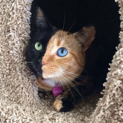 10000 Best Two Faced Cat Images On Pholder Cats Whats Wrong With
