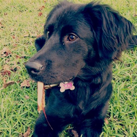 22 Best Lab Golden Retriever Mix Images On Pinterest Black Labrador