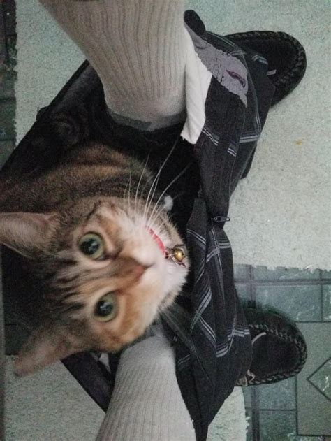 Cats In Pants The Real Reason You Should Bring Your Phone To The Bathroom