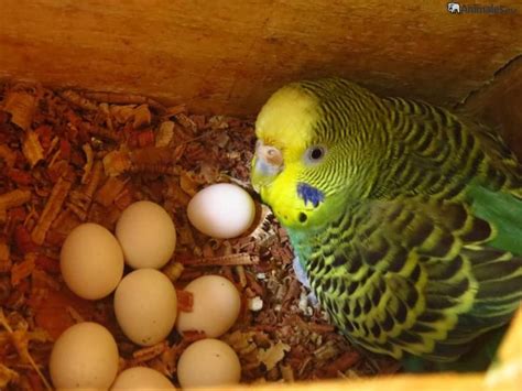 Como Incubar Huevos De Periquitos Australianos