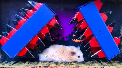 🐹 Halloween Day Hamster Maze With Traps Maze Obstacle Course Youtube