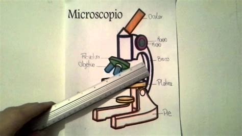 Dibujo De Microscopio Compuesto Y Sus Partes Kulturaupice Porn Sex Picture