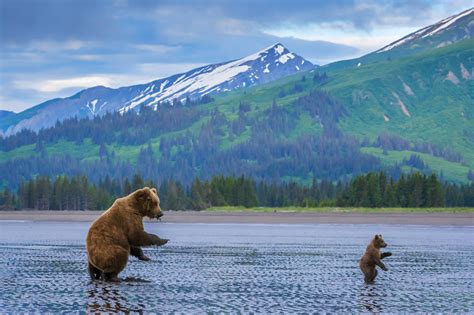 Grizzly Bear And Cub On Beach In Alaska Fine Art Photo Print Photos