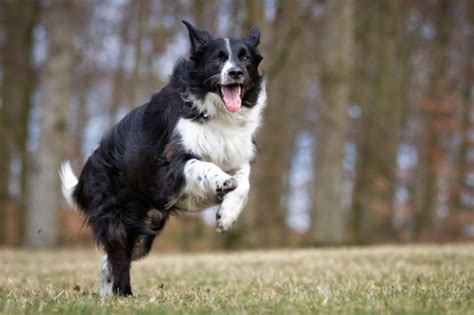Border Collie Health Petsyoulove