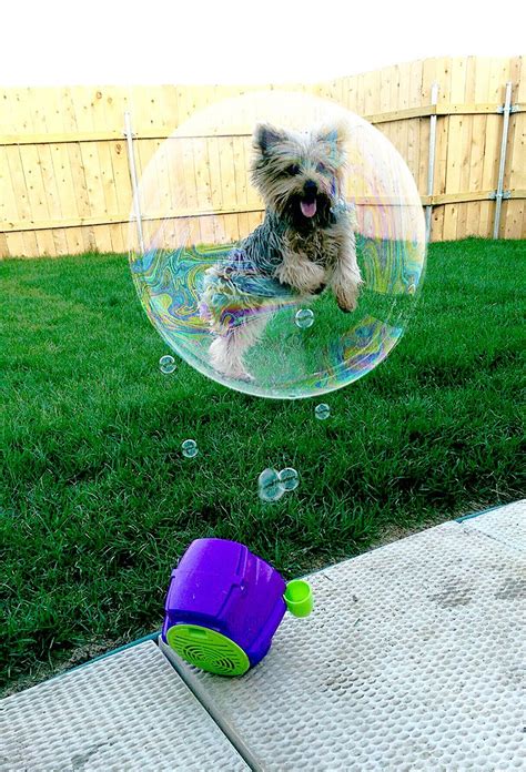 Psbattle Dog Mid Air Catching Bubbles Rphotoshopbattles