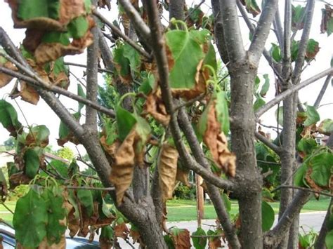 How To Fix Lilac Leaves Turning Brown