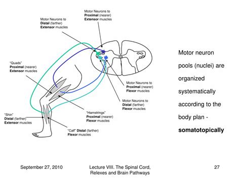 Ppt Lecture Viii The Spinal Cord Reflexes And Brain Pathways Sexiz Pix