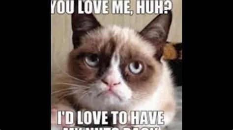 Pin By Sofia On Memes Cute Cat Memes Funny Cat Faces Vrogue Co