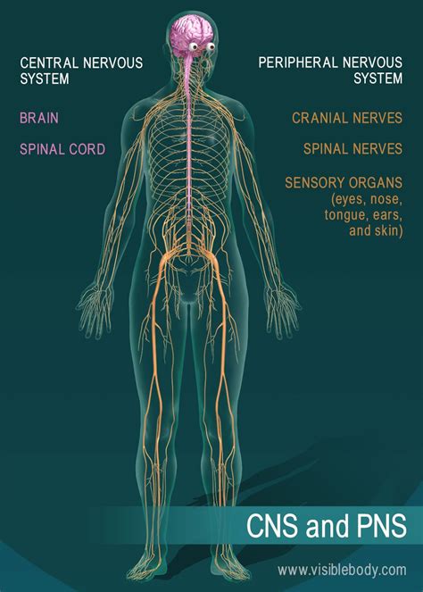 Part of the central nervous system found in the skull. Nervous System Overview