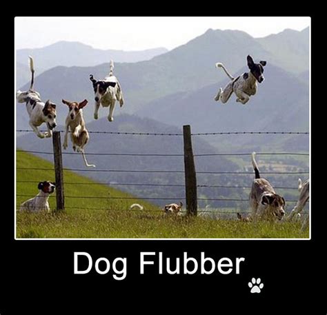 Funny Dog Photos With Humorous Captions Motley News Photos And Fun