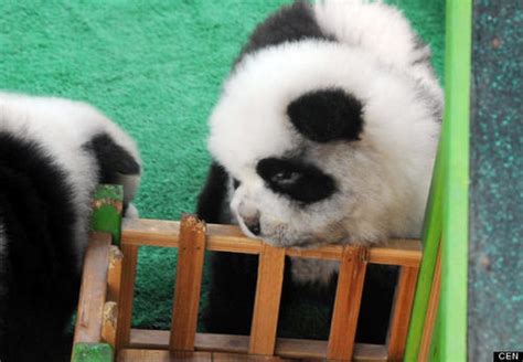 Perros Panda La Nueva Moda De Los Chinos