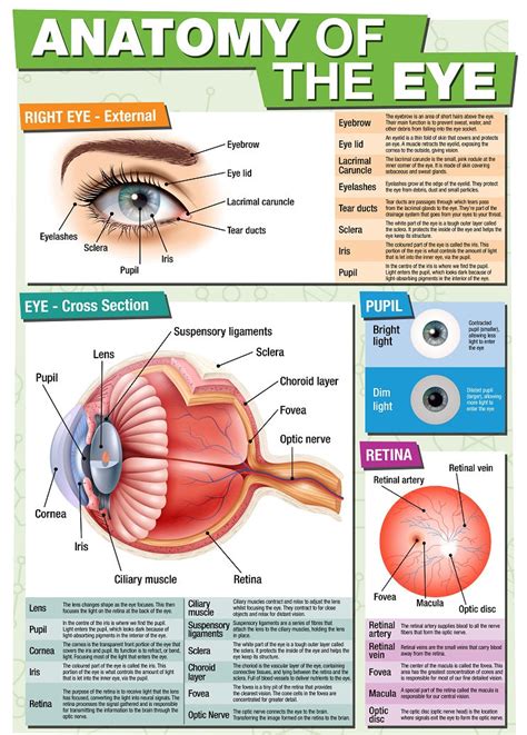 Gcse Science Anatomy Of The Eye A2 Poster Tiger Moon