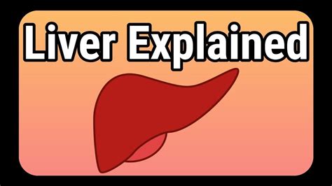 Liver Explained In Detail What Does The Liver Do Youtube