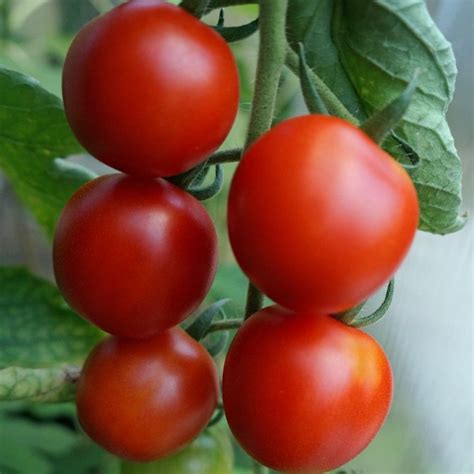 Tomato Gardeners Delight Organic Vital Seeds