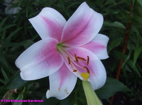 The Suburban Gardener Interdivisional Hybrid Lilies