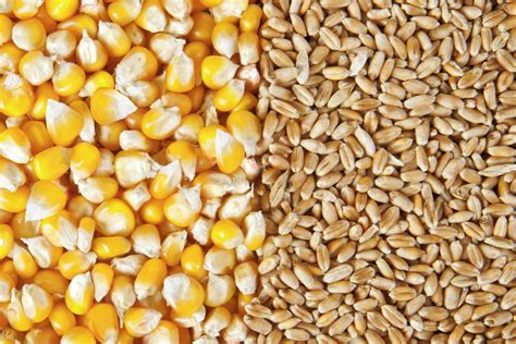 Ethiopia Wheat Corn Production On The Rise 2020 04 09 World Grain