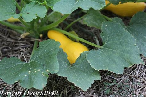 When you learn how to grow zucchini squash, you'll find so many recipes in which zucchini can be used. 10 Growing Tips for Yellow Squash • Urban Overalls