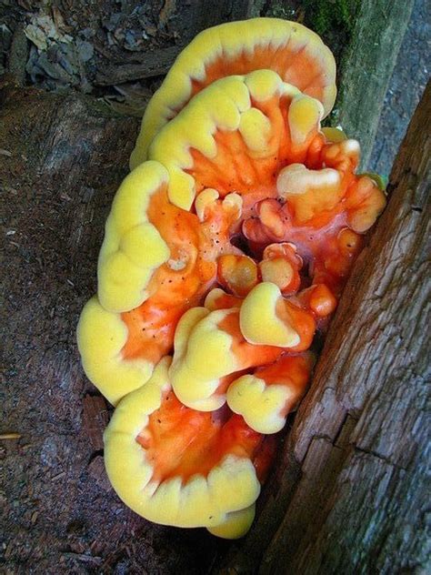 1000 Images About Unusual Fungi On Pinterest