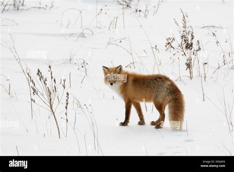 Ezo Red Fox Vulpes Vulpes Schrencki In The Snow Notsuke Peninsula
