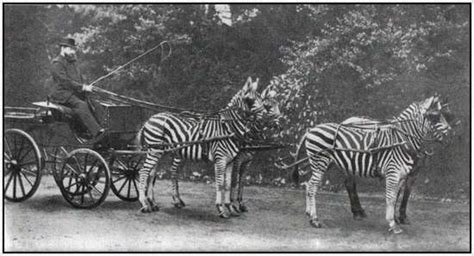 Amazing Old Photos With Unusual Draught Animals Moolf