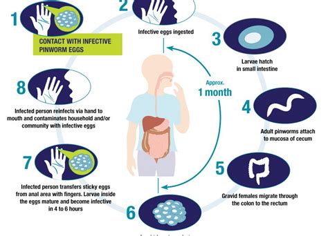 A Comprehensive Approach For Resistant Pinworm Infections