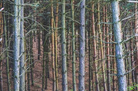 Pine Forest In Late Autumn Free Image Download