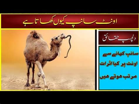 Camel Eating snake interesting facts/ اونٹ سانپ کو کیوں کھاتاہے ؟ - YouTube