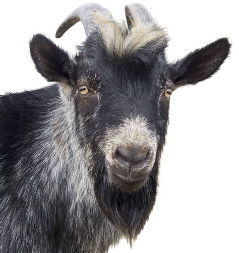 Image Result For Goat Beard Goats Beard Goats Animals
