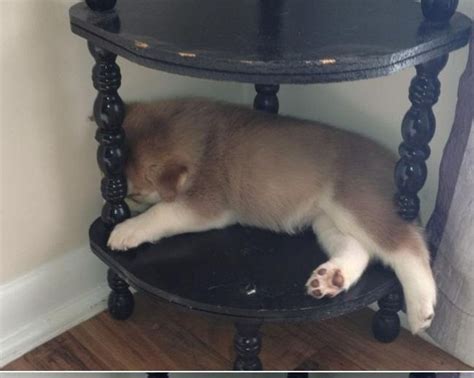 15 Sweet Sleepyheads Who Were Caught Dreaming In The Most Unexpected