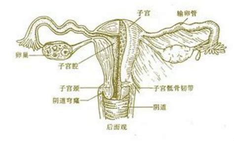 阴道前庭大腺的解剖图片 有来医生