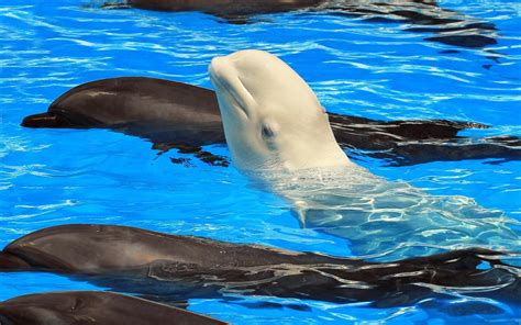 beluga whale learns to talk to pod of bottlenose dolphins