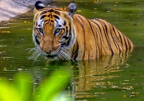 Royal Bengal Tiger Drinking Water From The Pond In The Wild Stock
