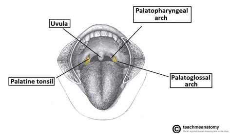 The Pharynx Subdivisions Blood Supply Teachmeanatomy