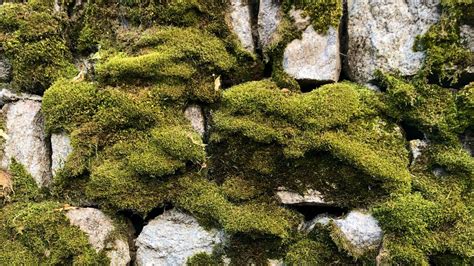 Wallpaper Moss Macro Stones Rocks Hd Picture Image