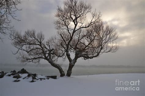 A Lone Tree In Winter Photograph By Sheila Lee Fine Art America