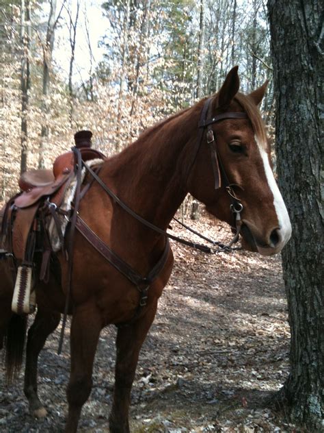 Horseback Riding In Mammoth Cave National Park Beautiful Trails