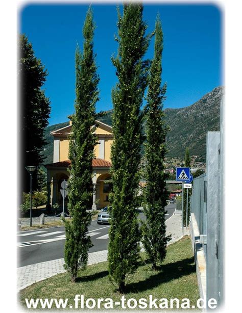 Cupressus Sempervirens Pyramidalisstricta Xxl Italian Cypress