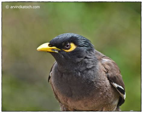 The Common Indian Myna Pictures And Detail Acridotheres Tristis