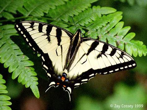 The Tiger Swallowtail Pterourus Glaucus Was Designated The Official