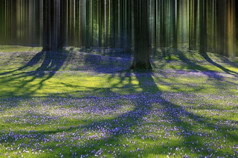 Download Crocus Meadow Flower Forest Nature Spring Hd Wallpaper