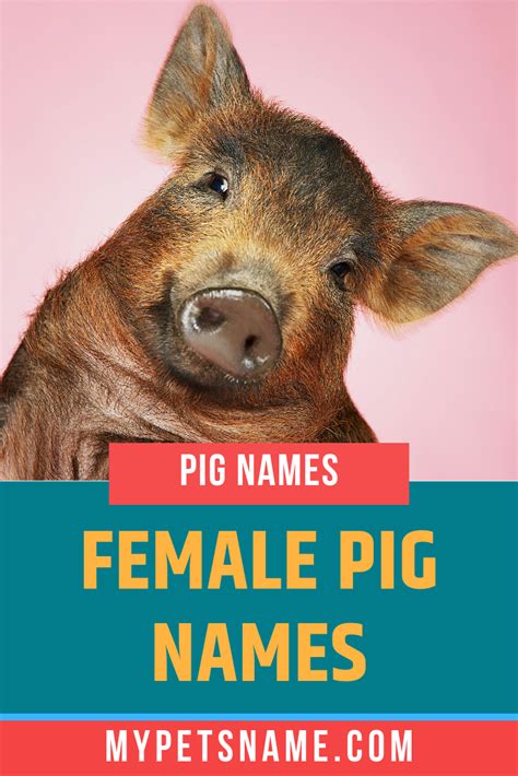 Cute Animal Names For Pigs Yellws