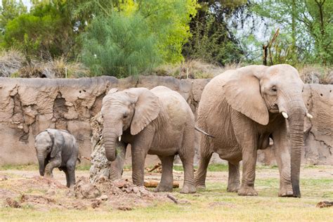 How Much Do Our Elephants Weigh? | Reid Park Zoo