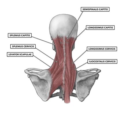 Crossfit Cervical Muscles Part