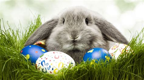 Easter Bunny Wallpaper 6983112