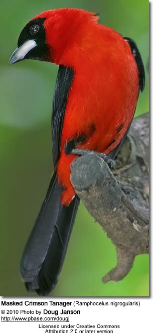 Tanagers - General Information | Beauty of Birds