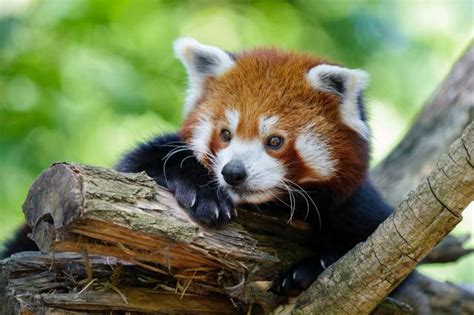 Tapeta Na Monitor Zvířata Zvíře červená Panda Malá Panda Příroda