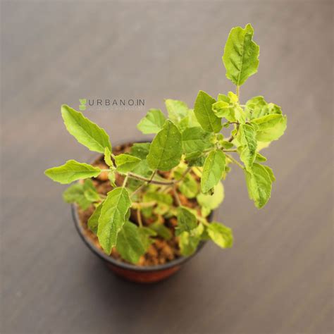 Green Tulsi Plant Urbanoin Green Tulsi Is A Medicinal Plant