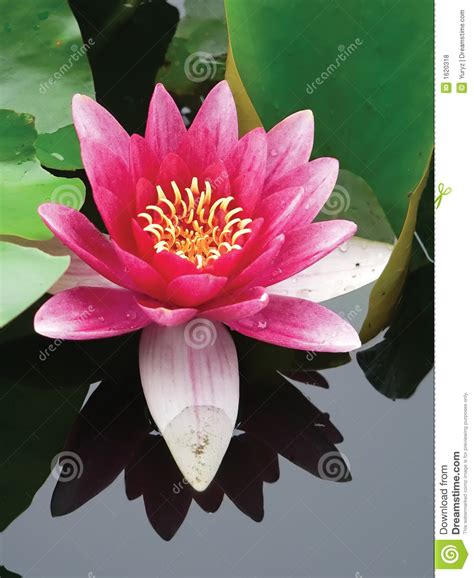 Close Up Lotus Flower Royalty Free Stock Photos Image